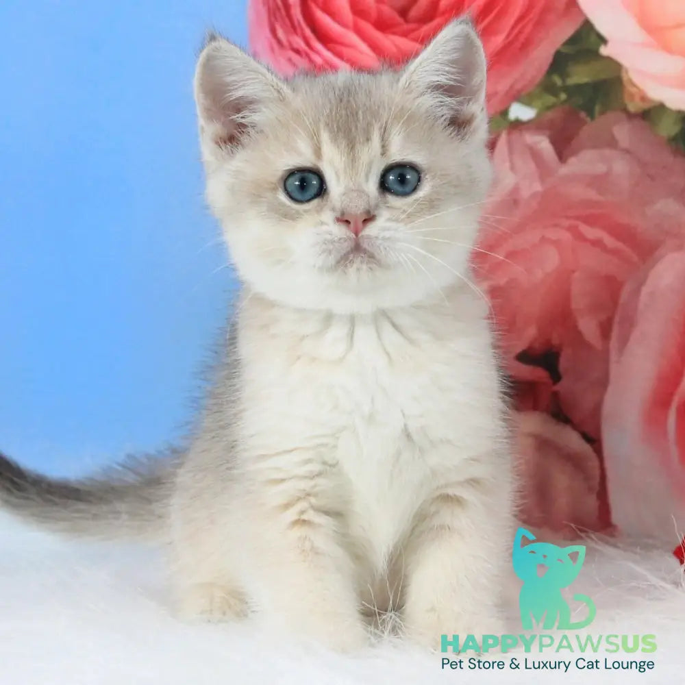 Timi British Shorthair male blue golden shaded - live animals