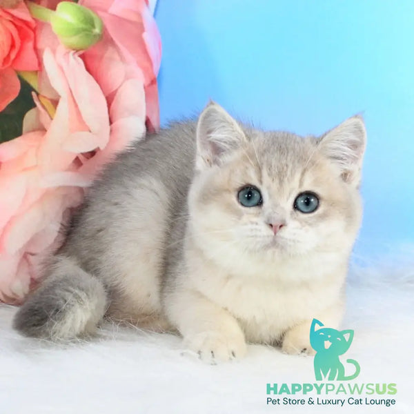 Timi British Shorthair male blue golden shaded - live animals