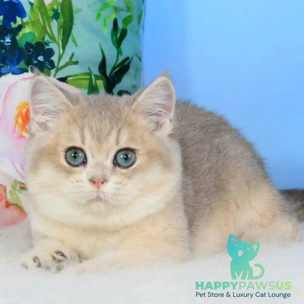 Timi British Shorthair male blue golden shaded - live animals