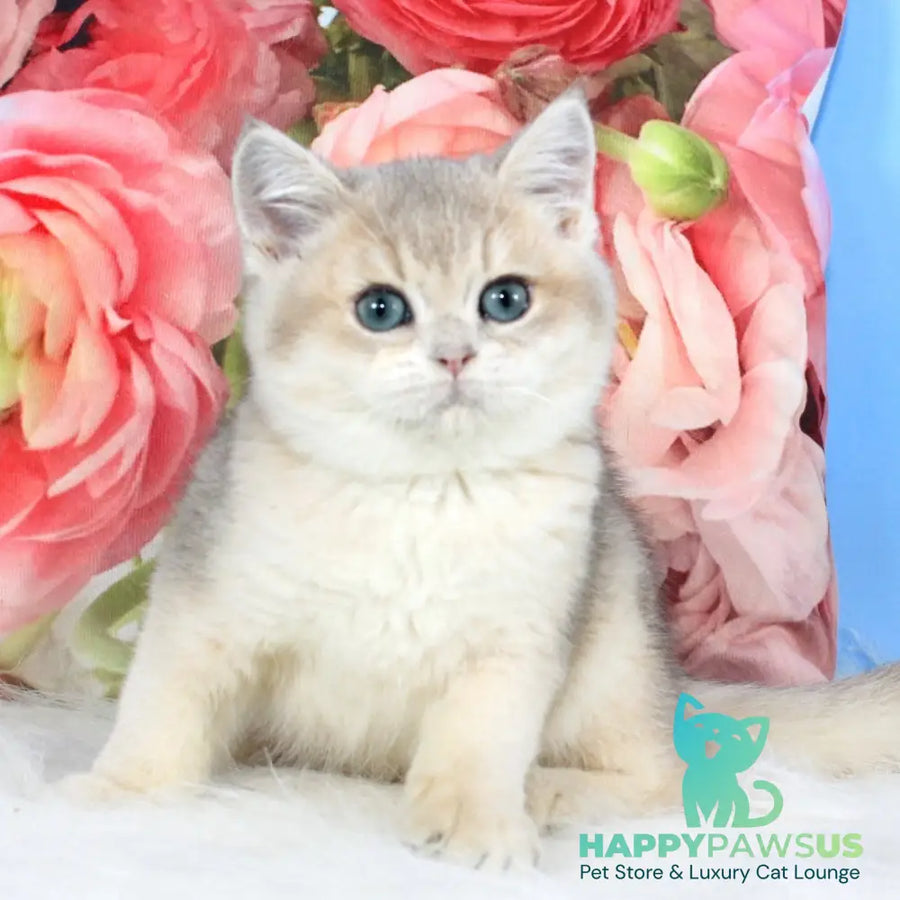 Timi British Shorthair male blue golden shaded - live animals