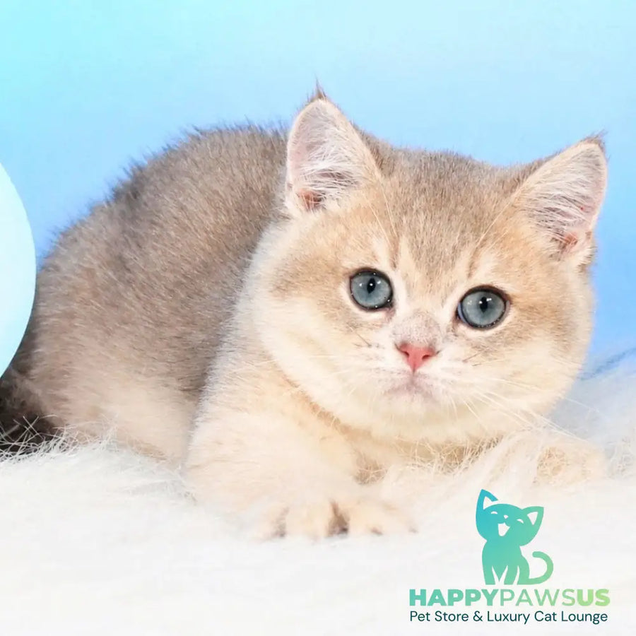 Timi British Shorthair male blue golden shaded - live animals