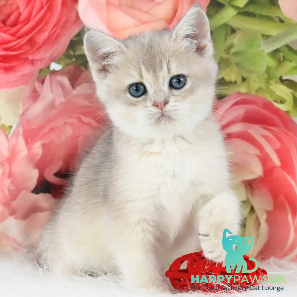 Timi British Shorthair male blue golden shaded - live animals