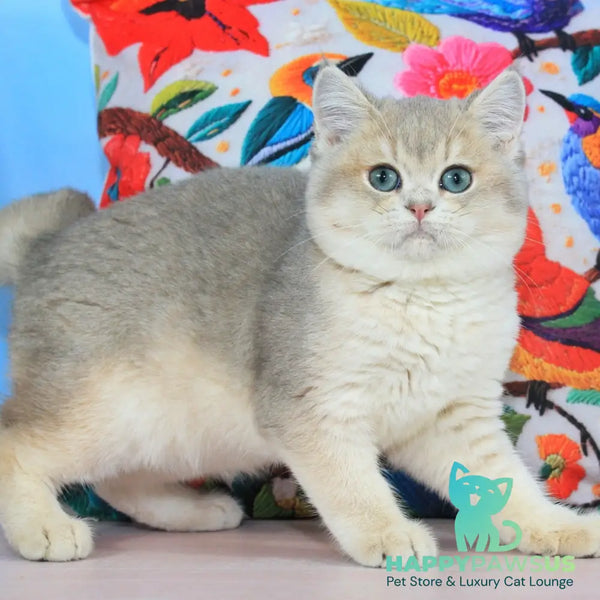 Timi British Shorthair male blue golden shaded - live animals