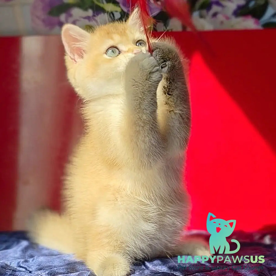 Timka British Shorthair male black golden chinchilla - live animals