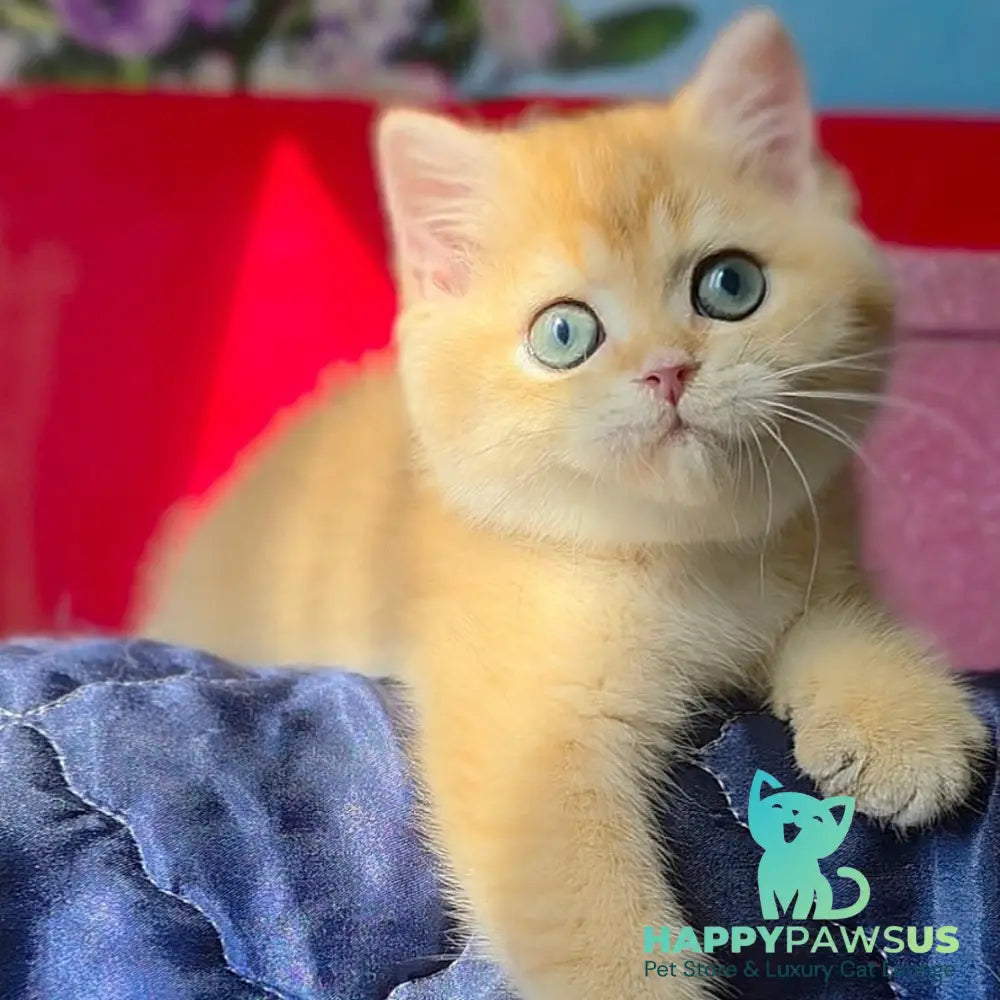 Timka British Shorthair male black golden chinchilla - live animals