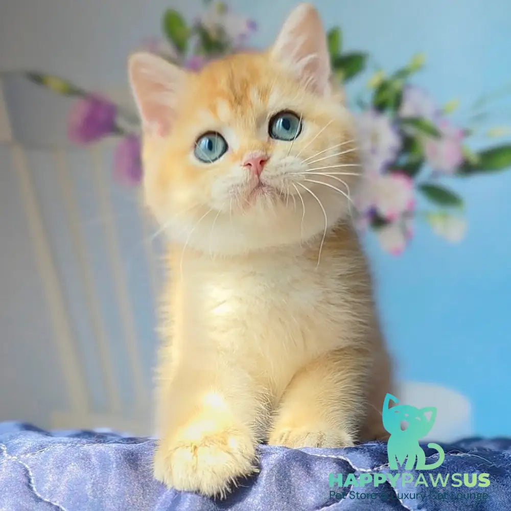 Timka British Shorthair male black golden chinchilla - live animals