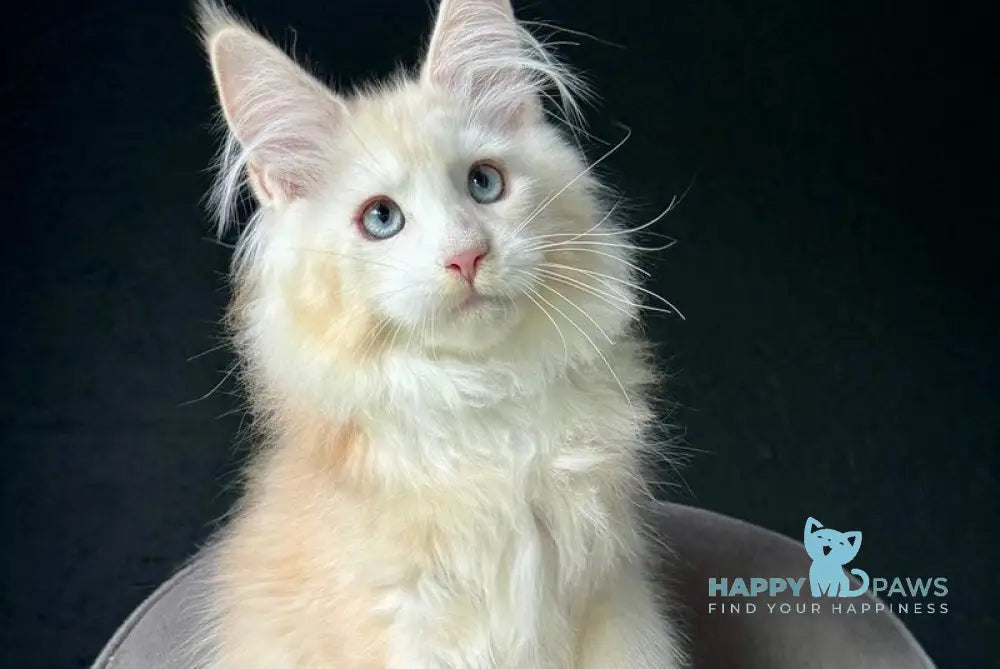 Timka Maine Coon male red silver ticked tabby with white live animals