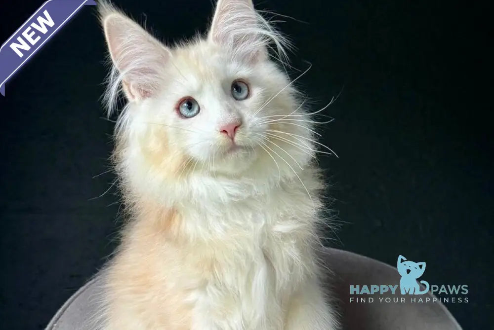 Timka Maine Coon male red silver ticked tabby with white live animals