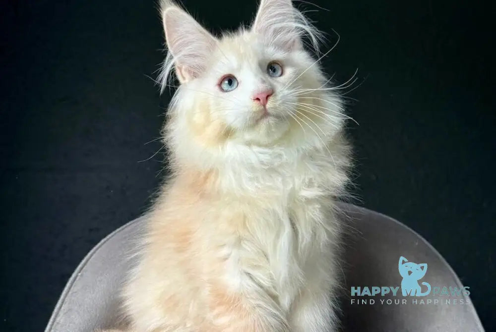 Timka Maine Coon male red silver ticked tabby with white live animals
