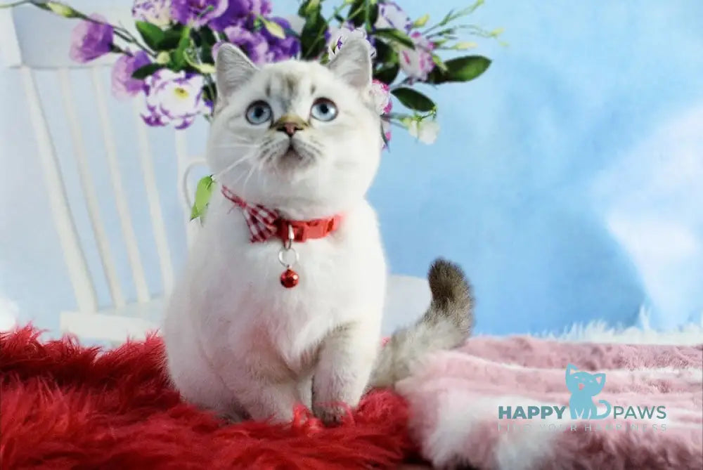 Timka Scottish Straight male chocolate ticked tabby pointed live animals