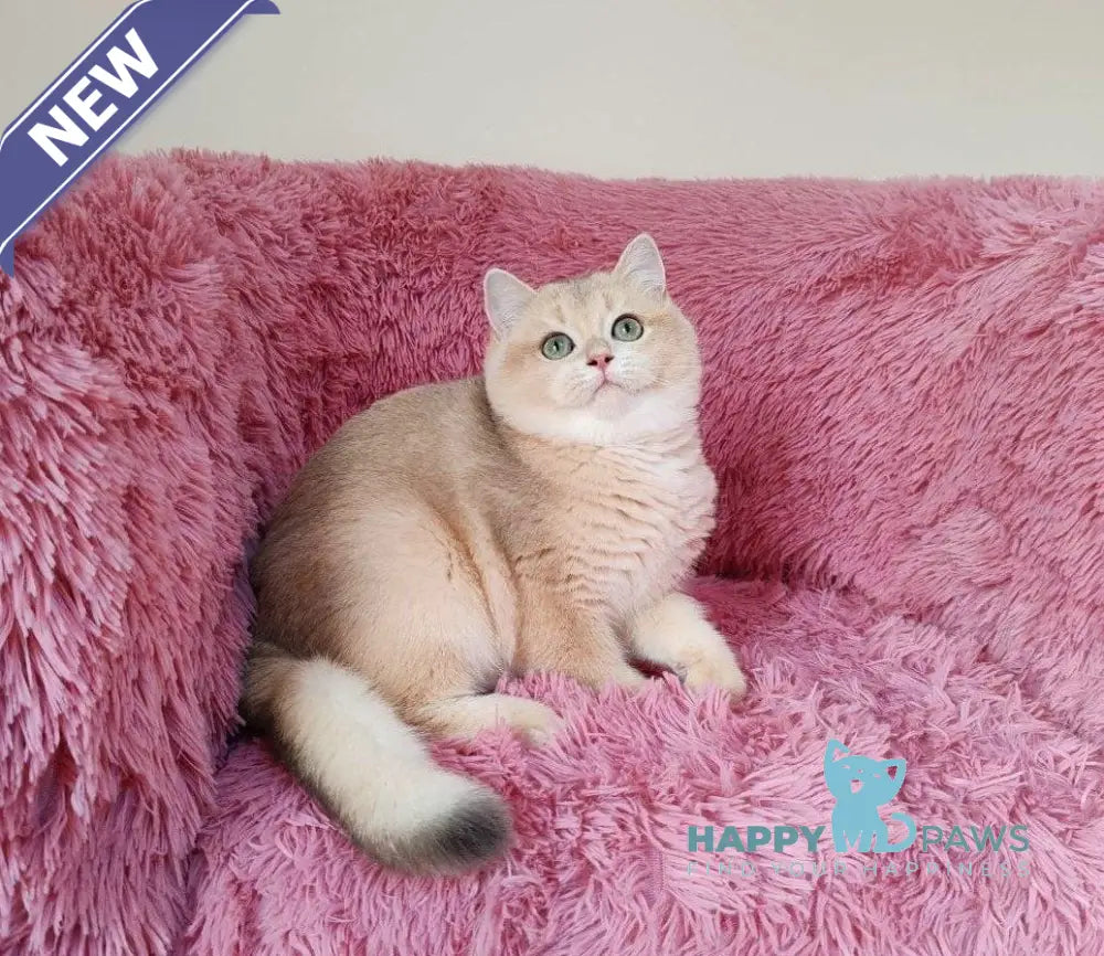 Timmi British Shorthair male blue golden chinchilla live animals