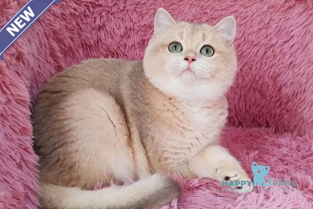 Timmi British Shorthair male blue golden chinchilla live animals