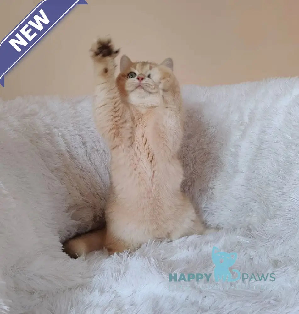 Timmi British Shorthair male blue golden chinchilla live animals