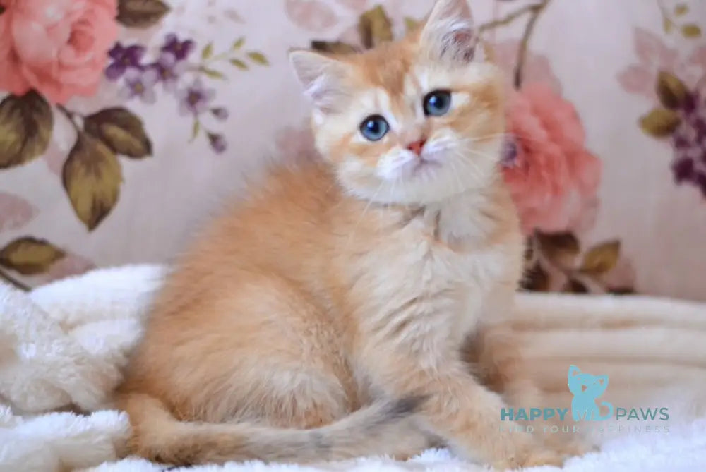 Timmi British Shorthair male chocolate golden shaded live animals