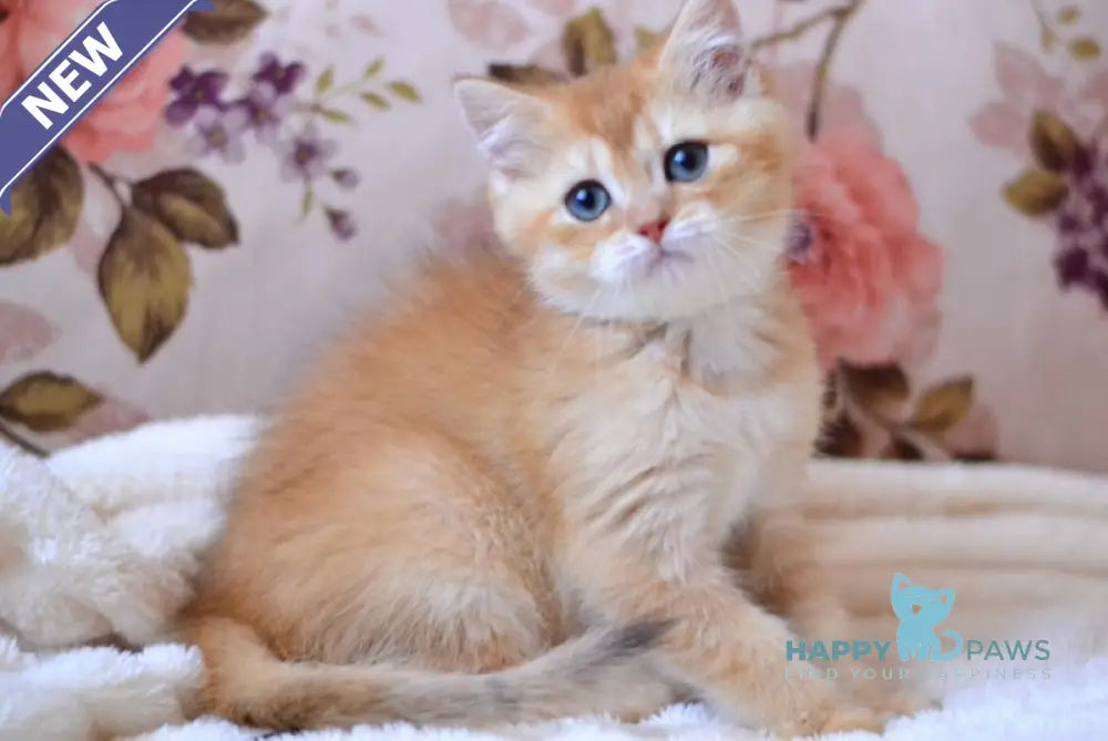 Timmi British Shorthair male chocolate golden shaded live animals