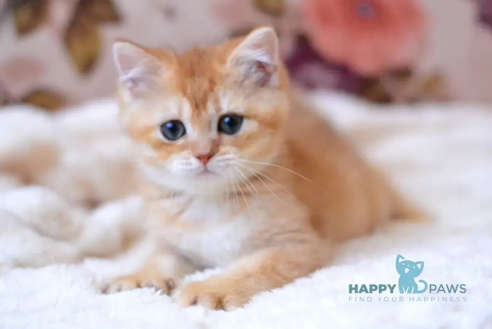 Timmi British Shorthair male chocolate golden shaded live animals
