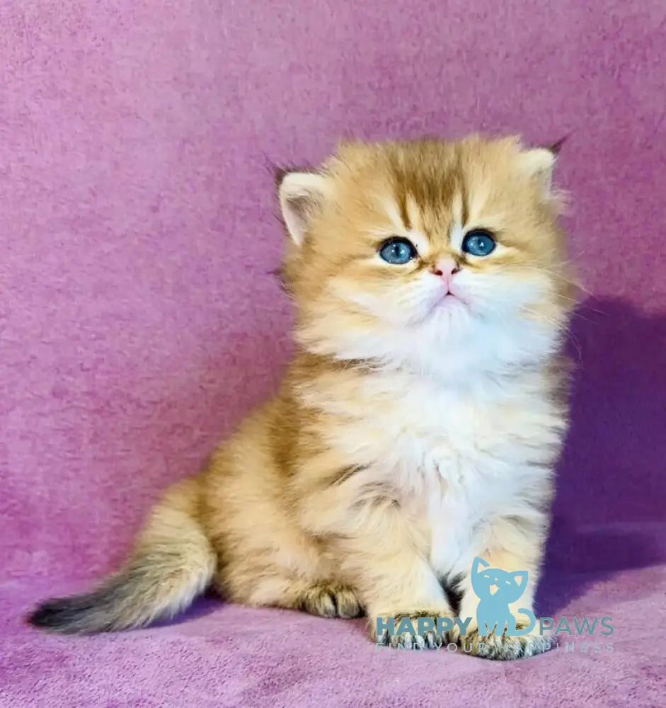 Vardy British Longhair male black golden shaded live animals