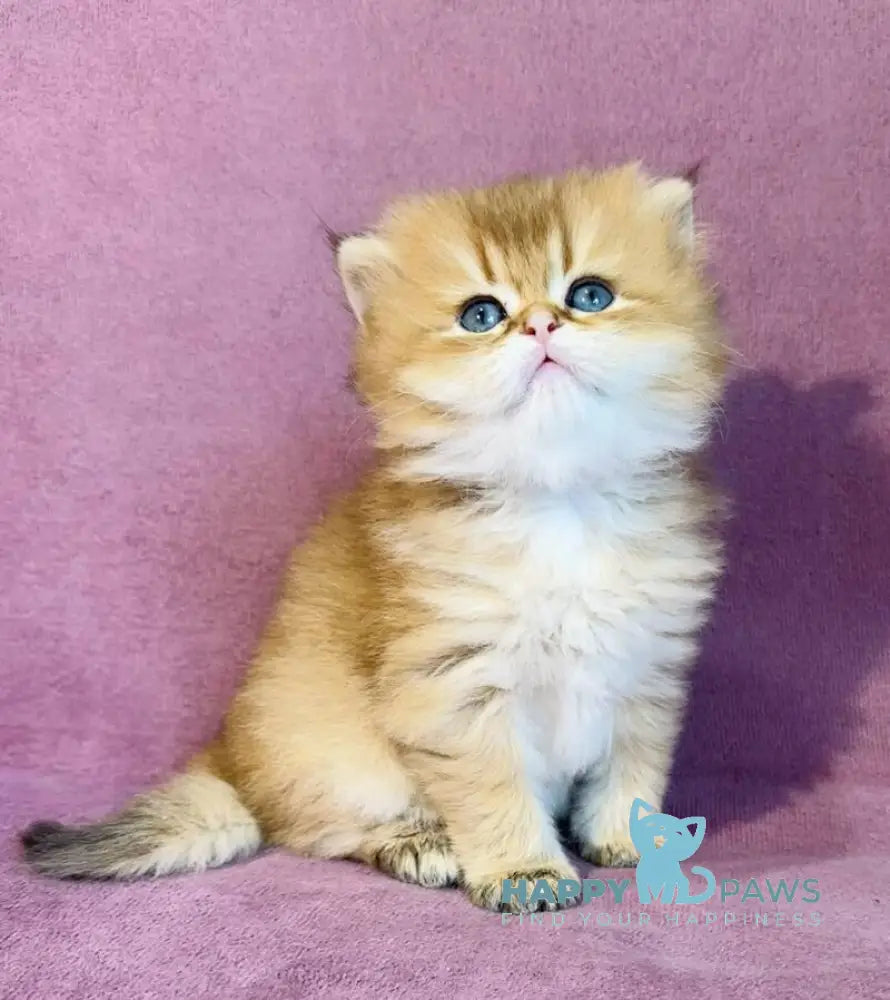 Vardy British Longhair male black golden shaded live animals