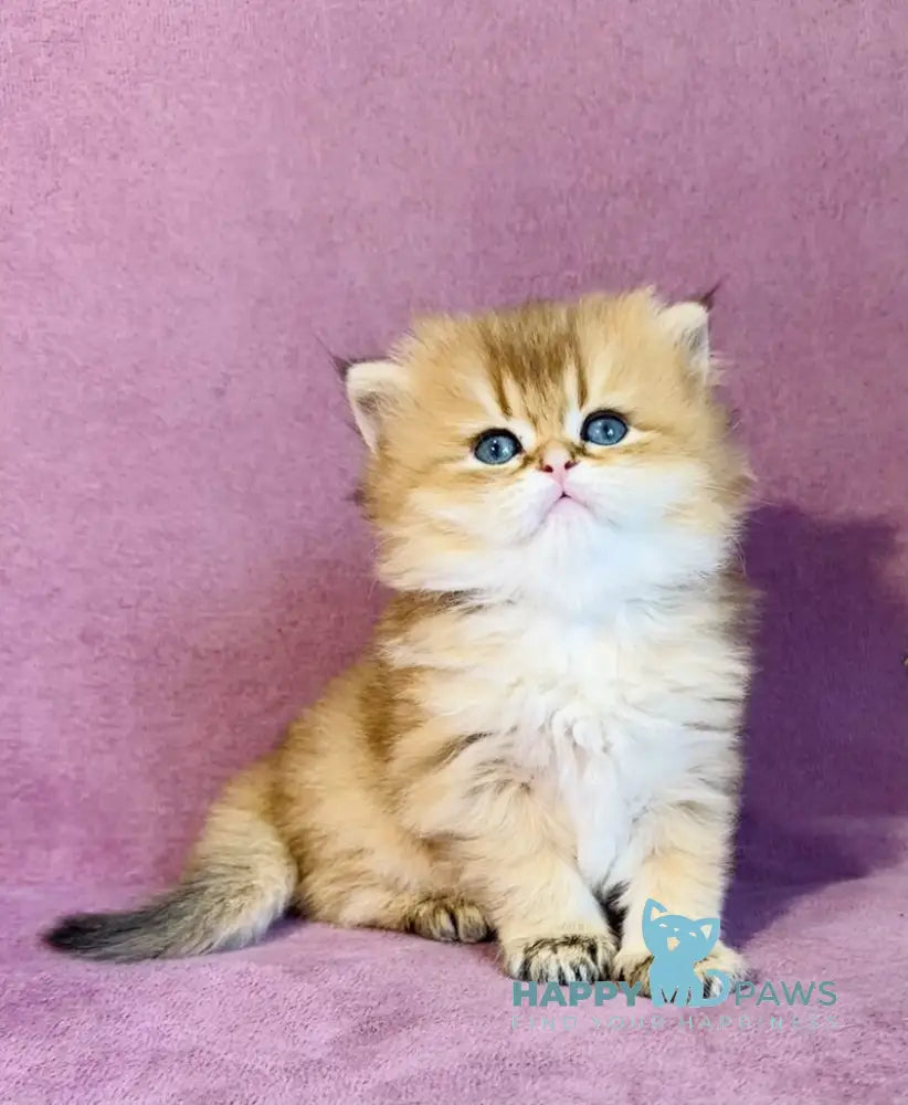 Vardy British Longhair male black golden shaded live animals