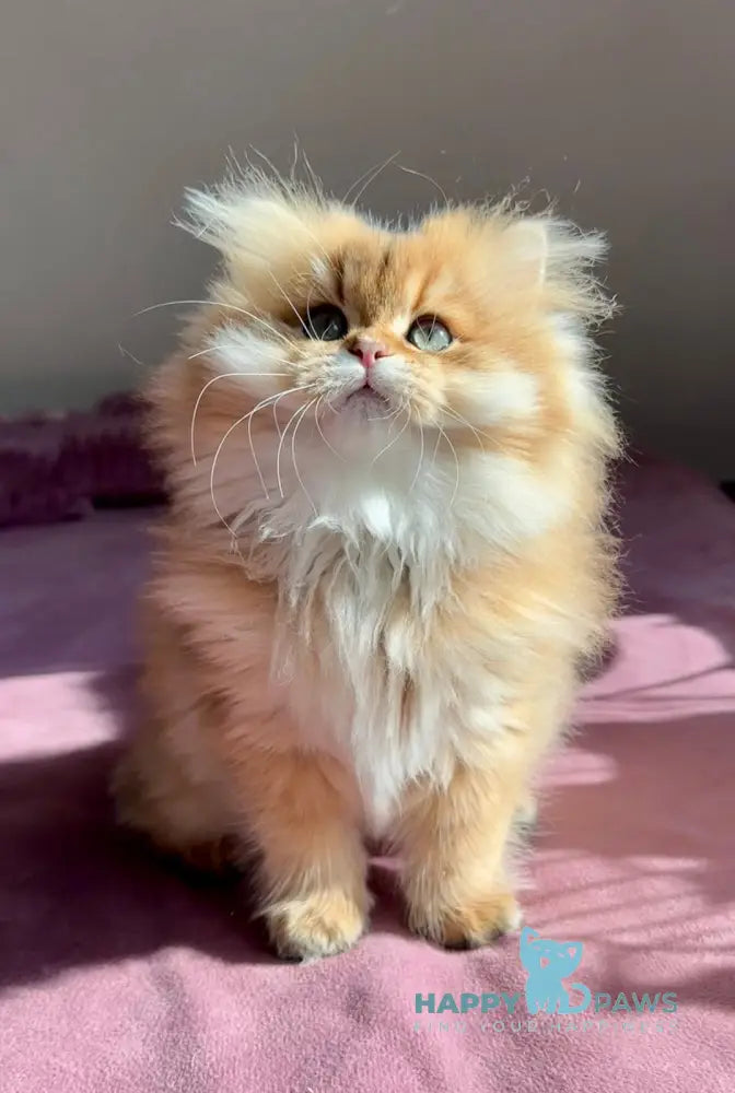 Timmy British Longhair male black golden shaded live animals