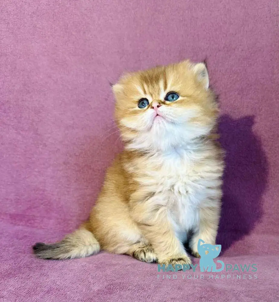 Vardy British Longhair male black golden shaded live animals