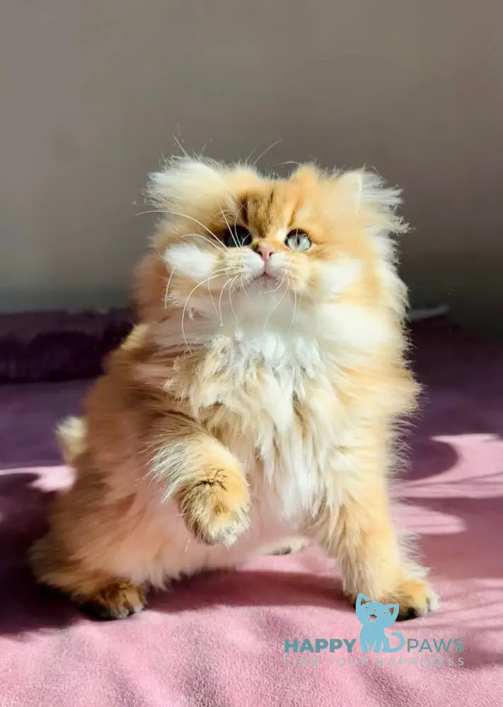 Timmy British Longhair male black golden shaded live animals