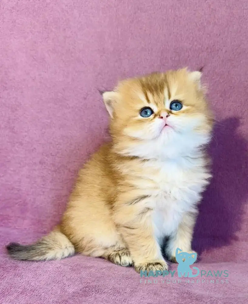 Vardy British Longhair male black golden shaded live animals