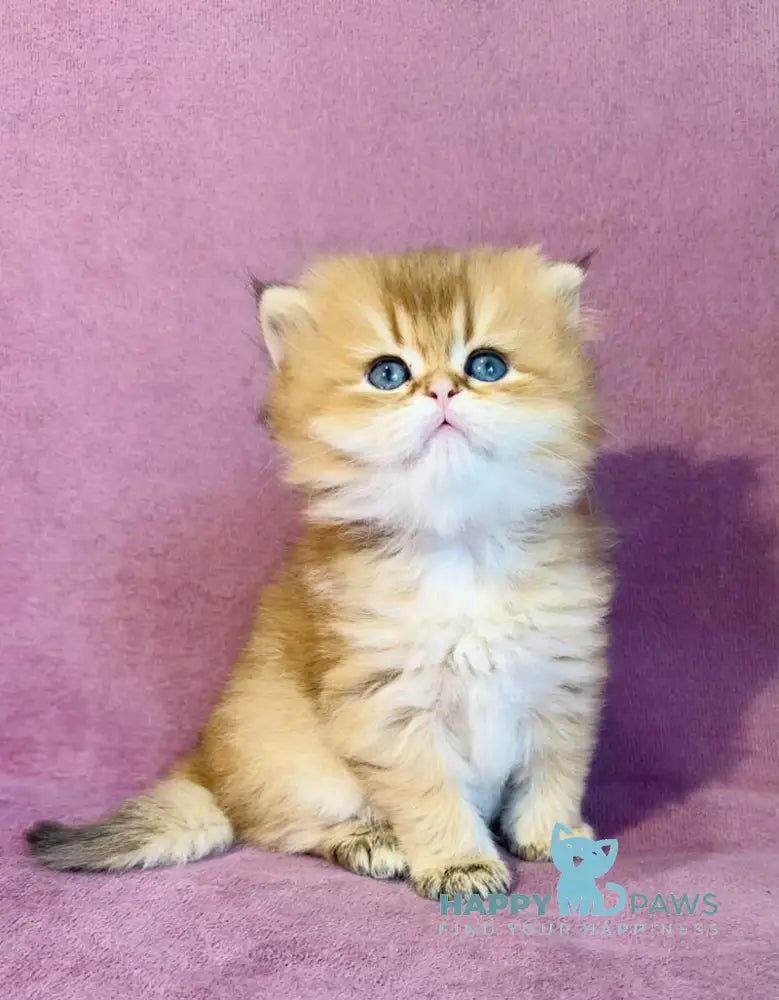 Vardy British Longhair male black golden shaded live animals