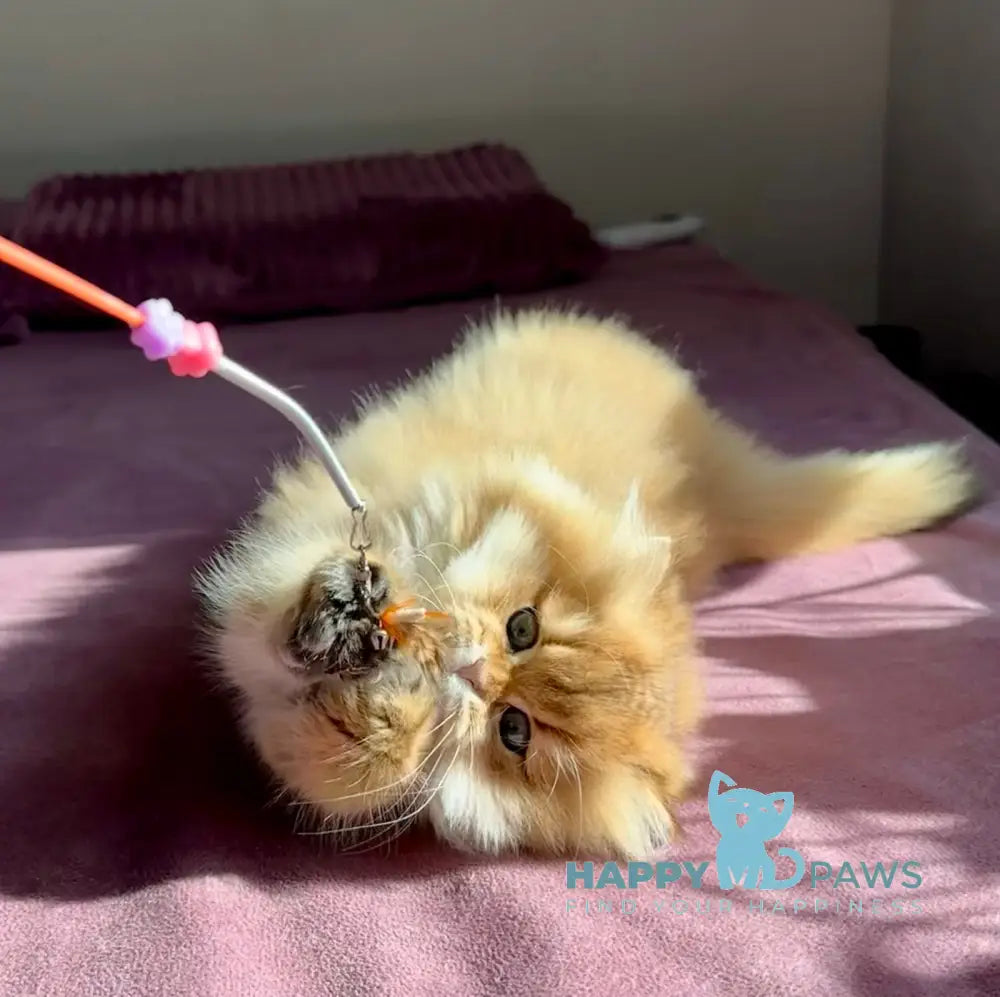 Timmy British Longhair male black golden shaded live animals