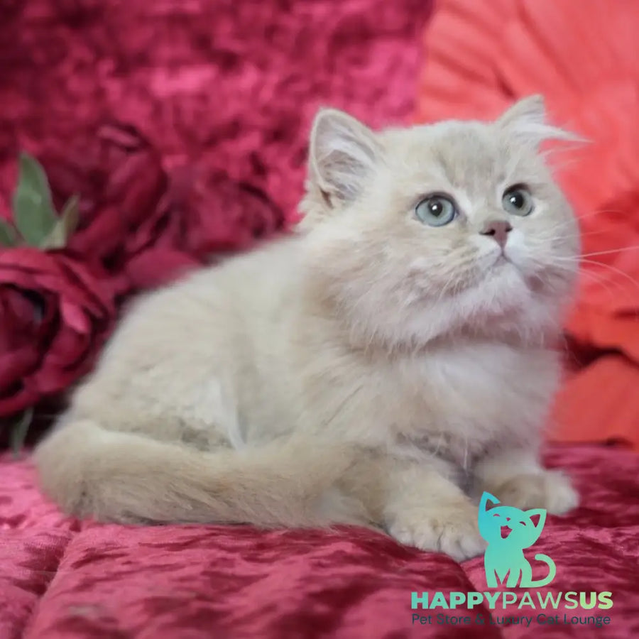 Timmy British Longhair male fawn golden chinchilla - live animals