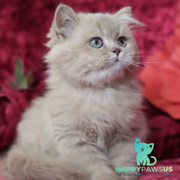 Timmy British Longhair male fawn golden chinchilla - live animals