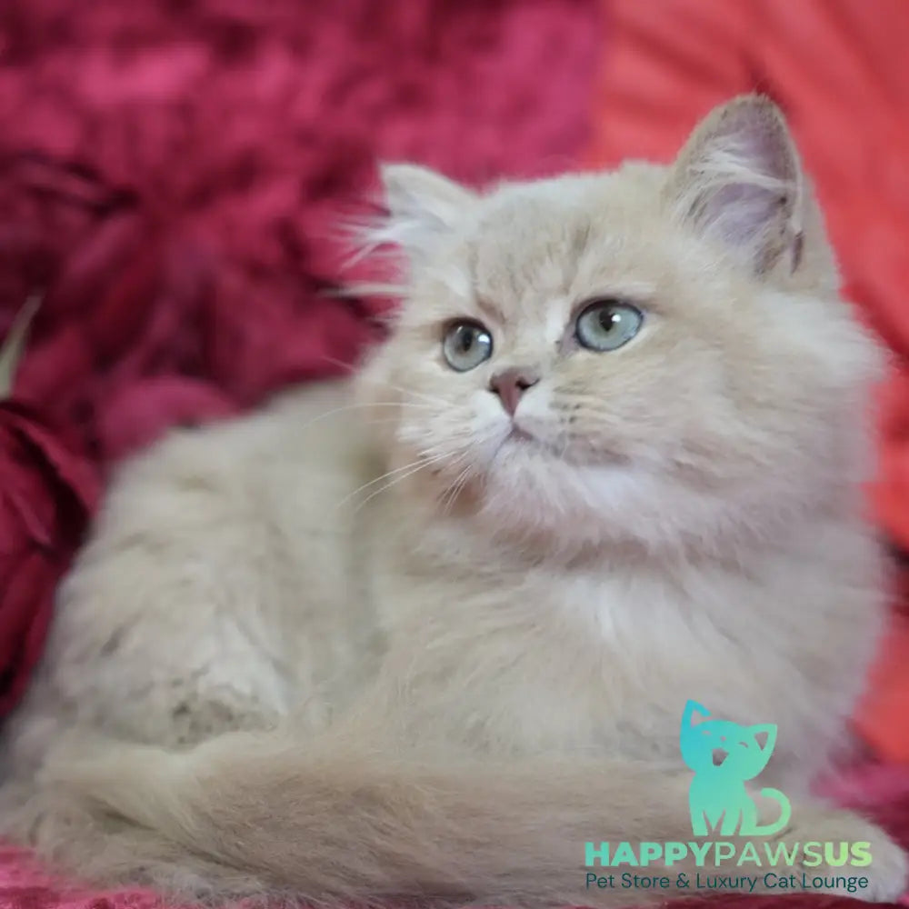 Timmy British Longhair male fawn golden chinchilla - live animals