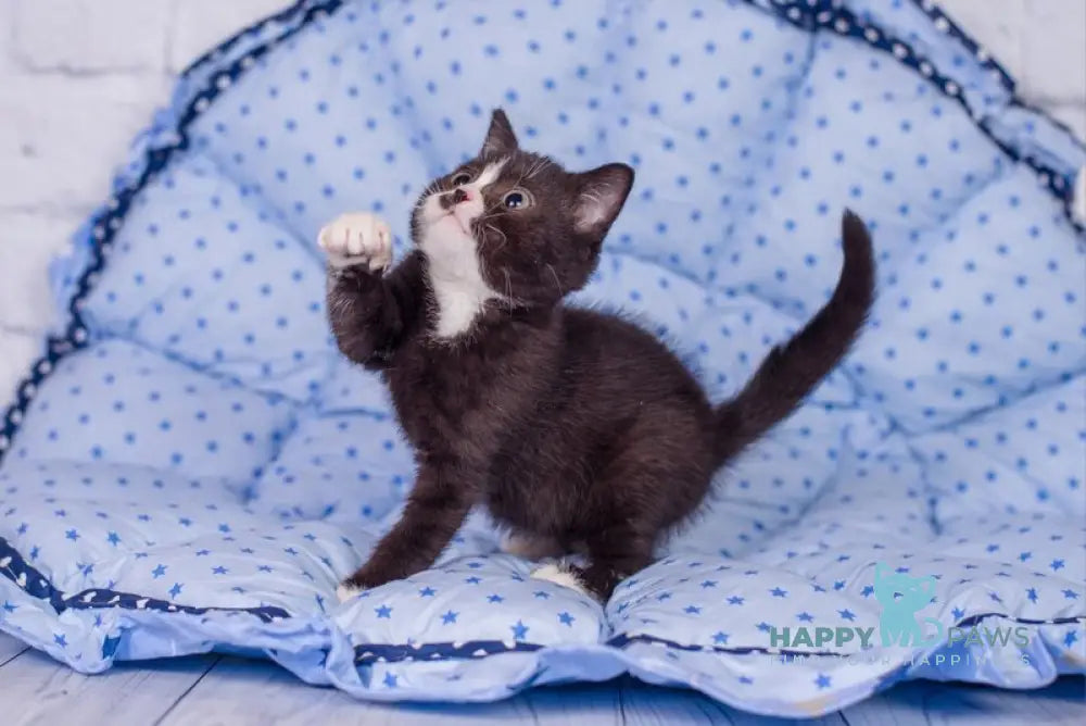 Timmy British Shorthair male black bicolour live animals