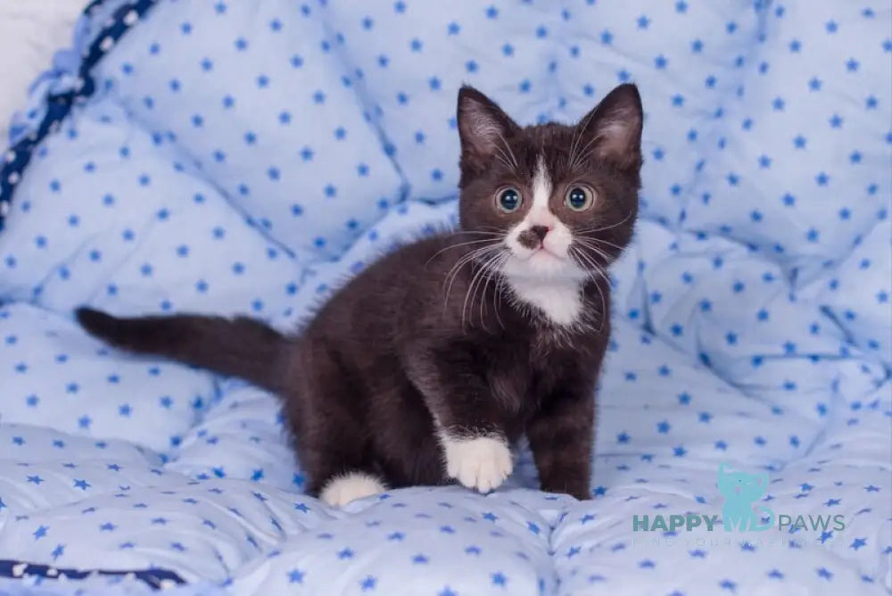Timmy British Shorthair male black bicolour live animals