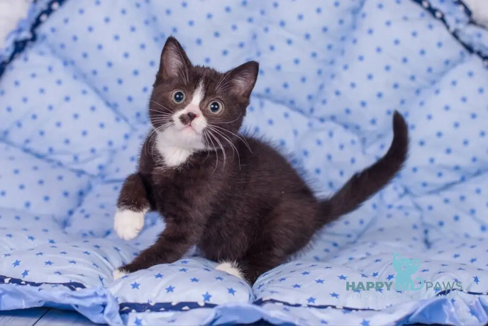 Timmy British Shorthair male black bicolour live animals