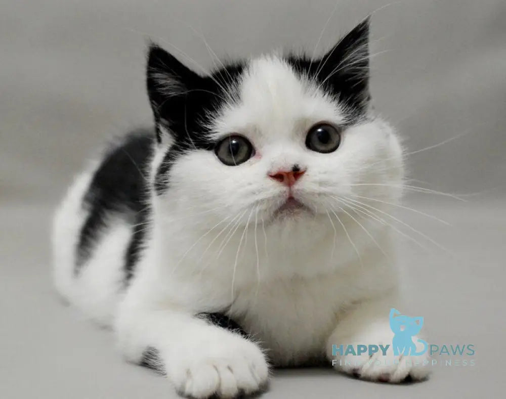 Timmy Scottish Fold male black bicolour live animals