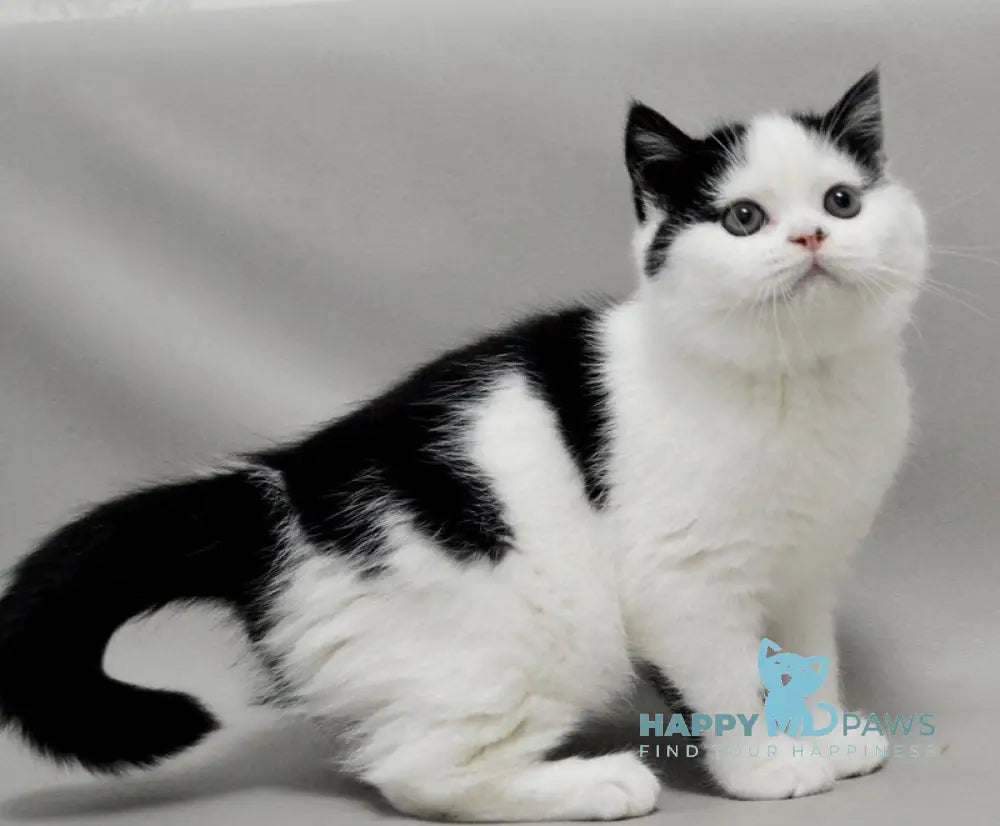 Timmy Scottish Fold male black bicolour live animals