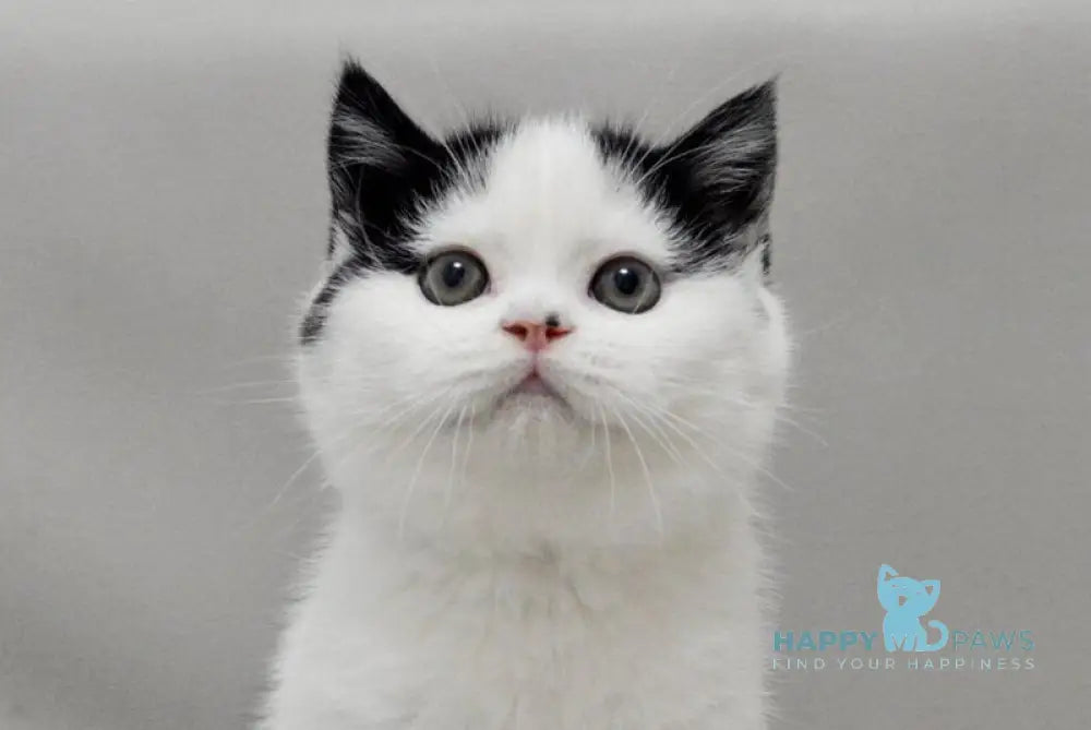 Timmy Scottish Fold male black bicolour live animals