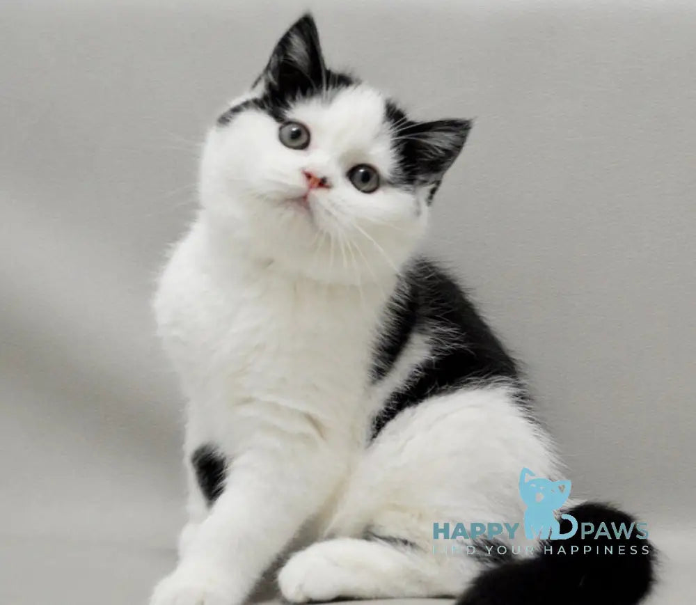 Timmy Scottish Fold male black bicolour live animals