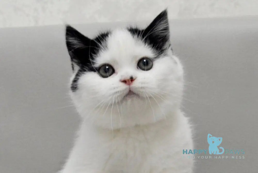 Timmy Scottish Fold male black bicolour live animals