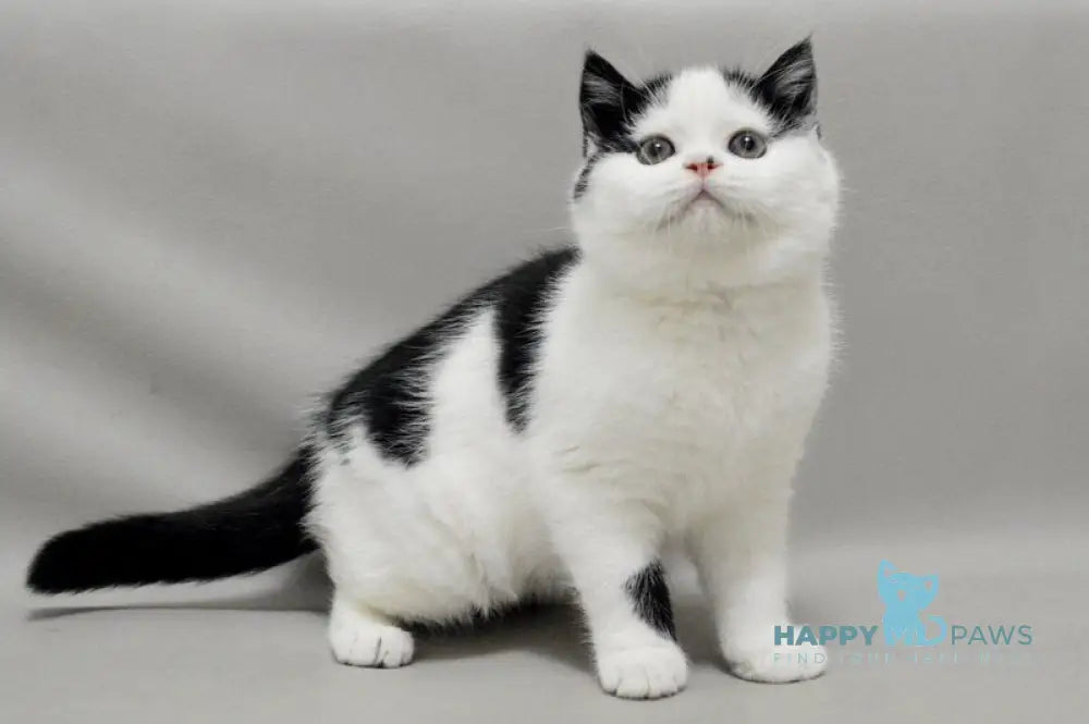 Timmy Scottish Fold male black bicolour live animals