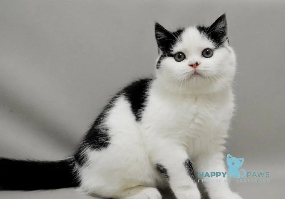 Timmy Scottish Fold male black bicolour live animals