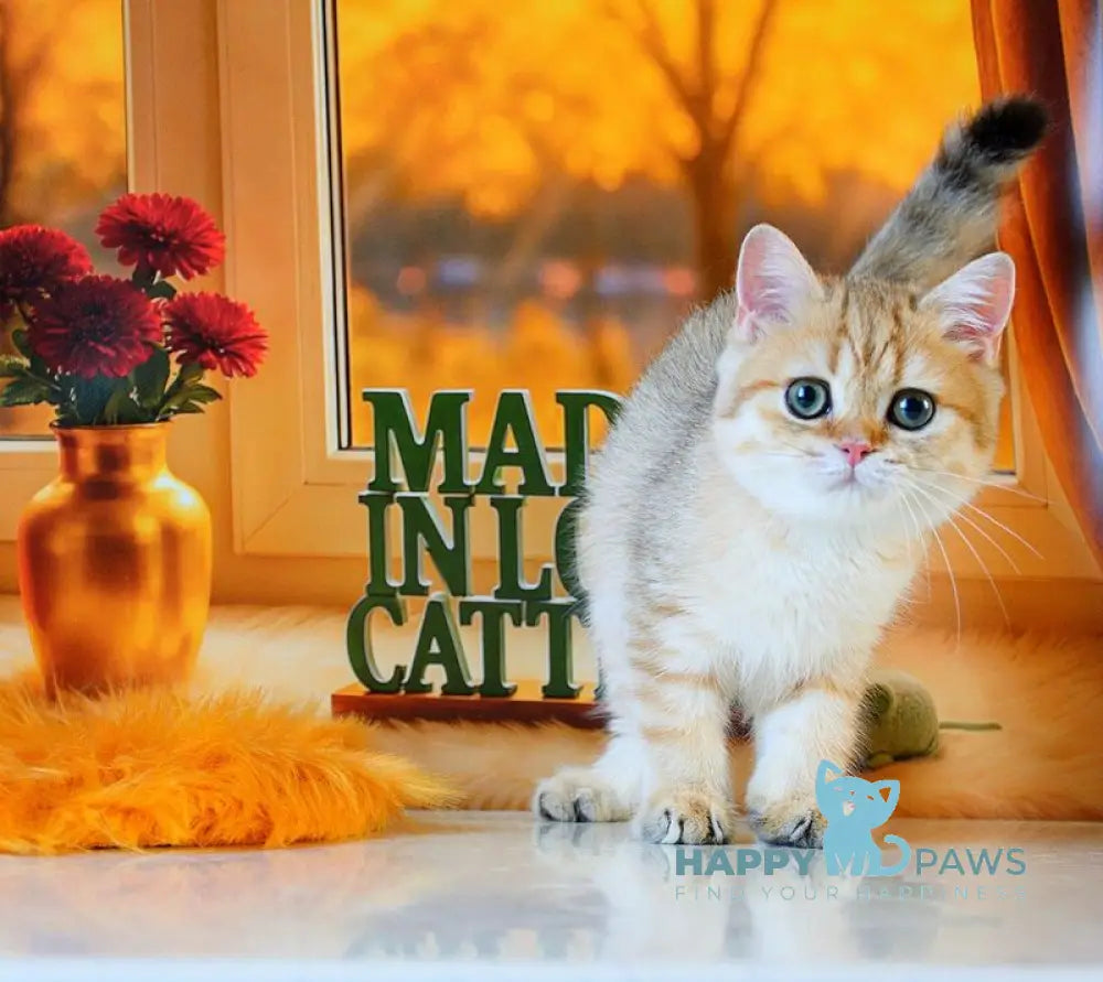 Timmy Scottish Straight male black golden shaded live animals