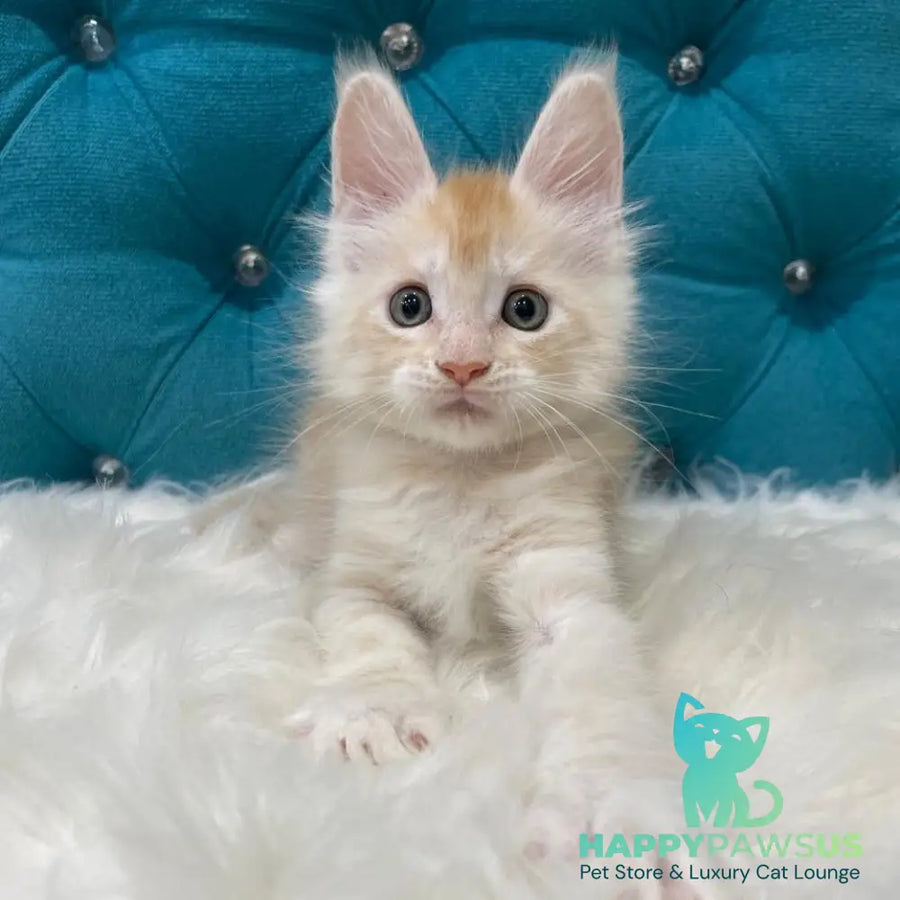 Timofey Maine Coon male red silver - live animals