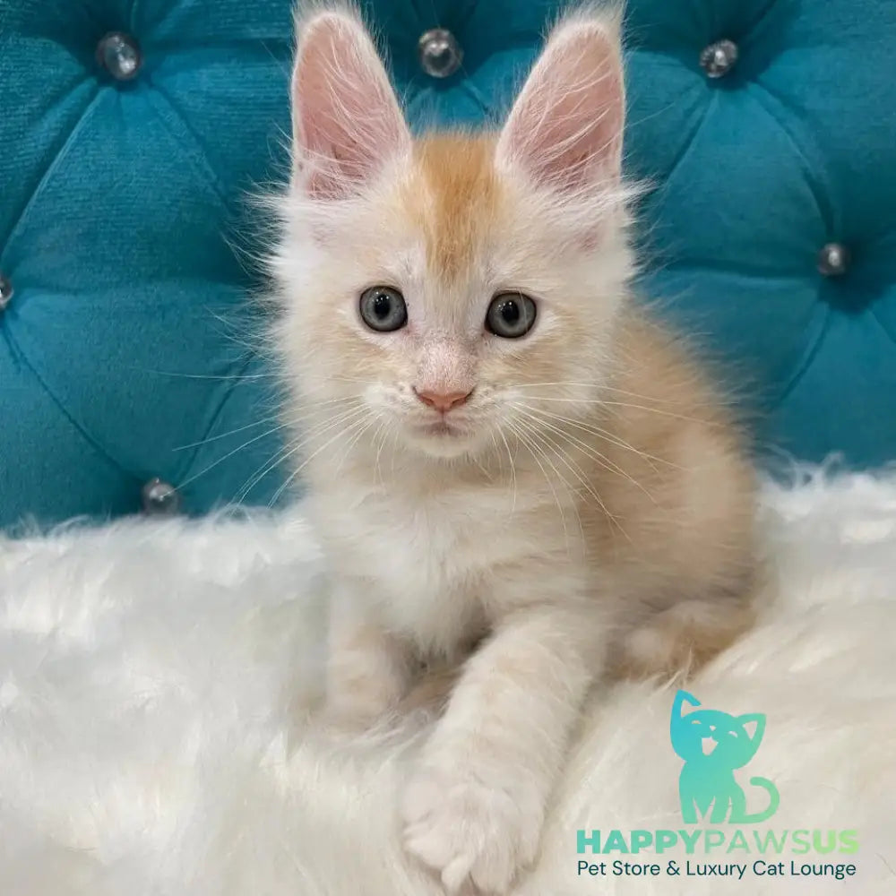 Timofey Maine Coon male red silver - live animals
