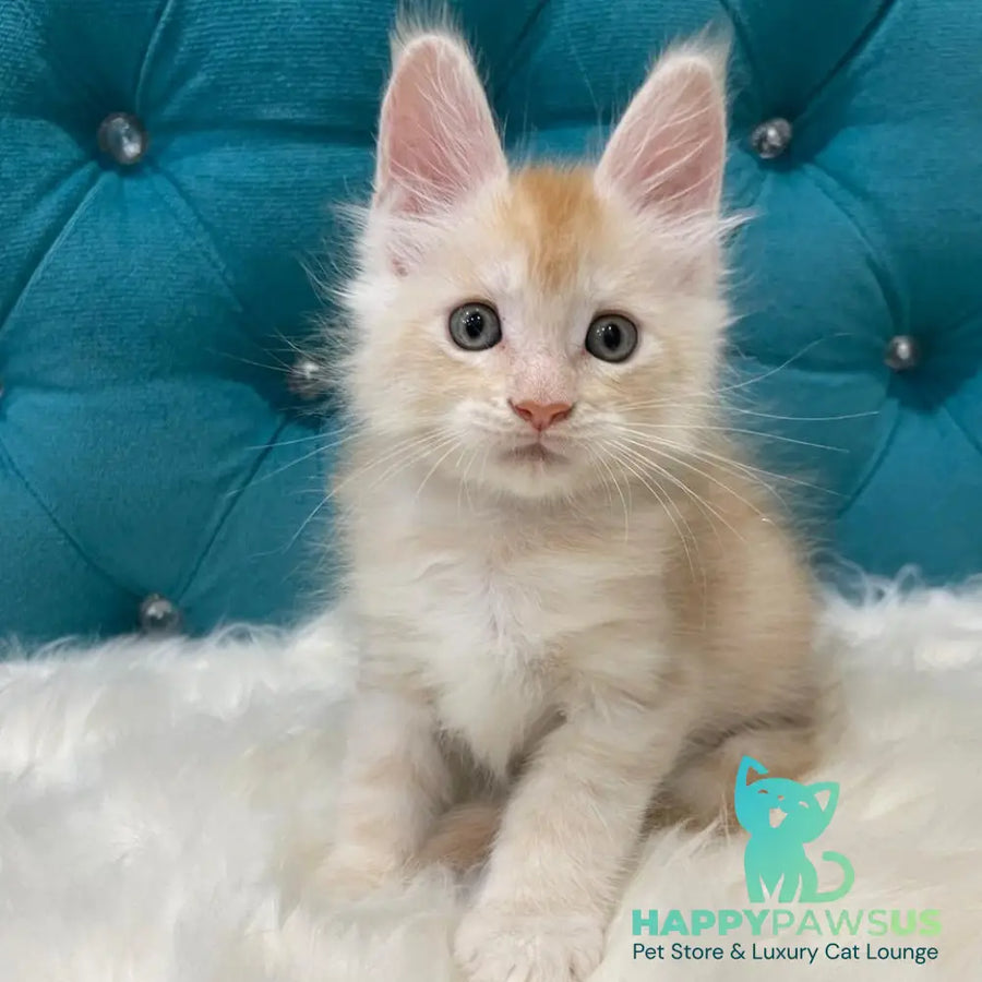 Timofey Maine Coon male red silver - live animals