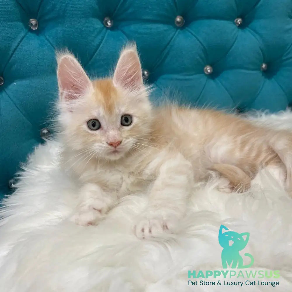 Timofey Maine Coon male red silver - live animals