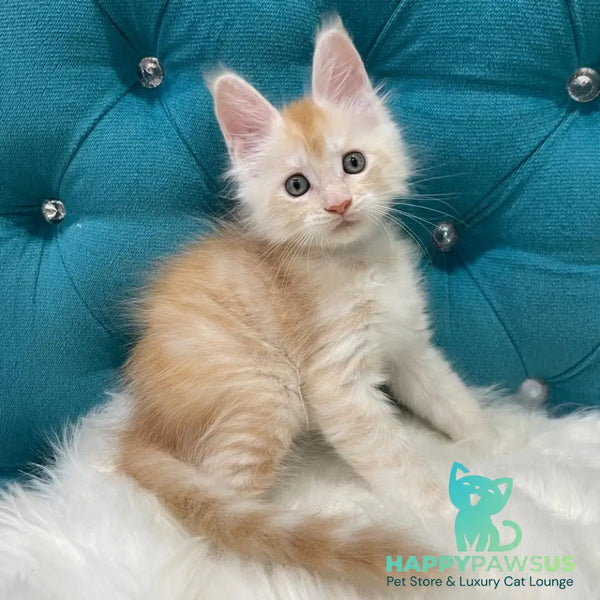 Timofey Maine Coon male red silver - live animals