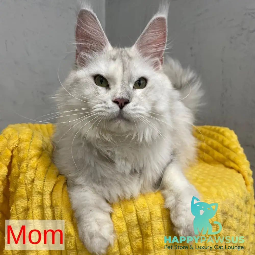 Timofey Maine Coon male red silver - live animals