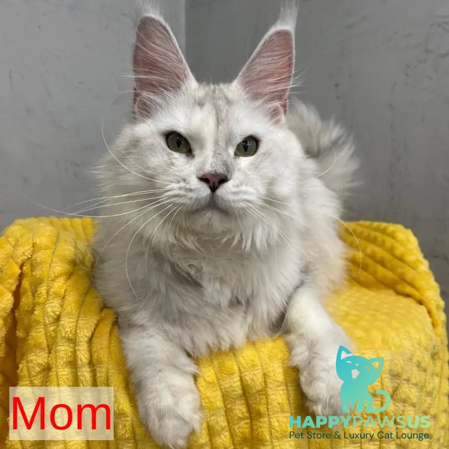Timofey Maine Coon male red silver - live animals